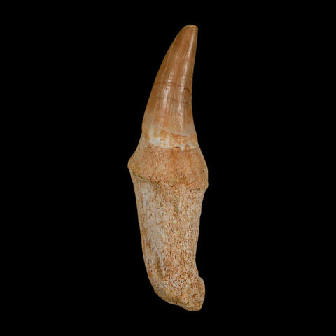 2.5" Mosasaur Eremiasaurus Fossil Tooth Rooted Cretaceous Dinosaur Era COA