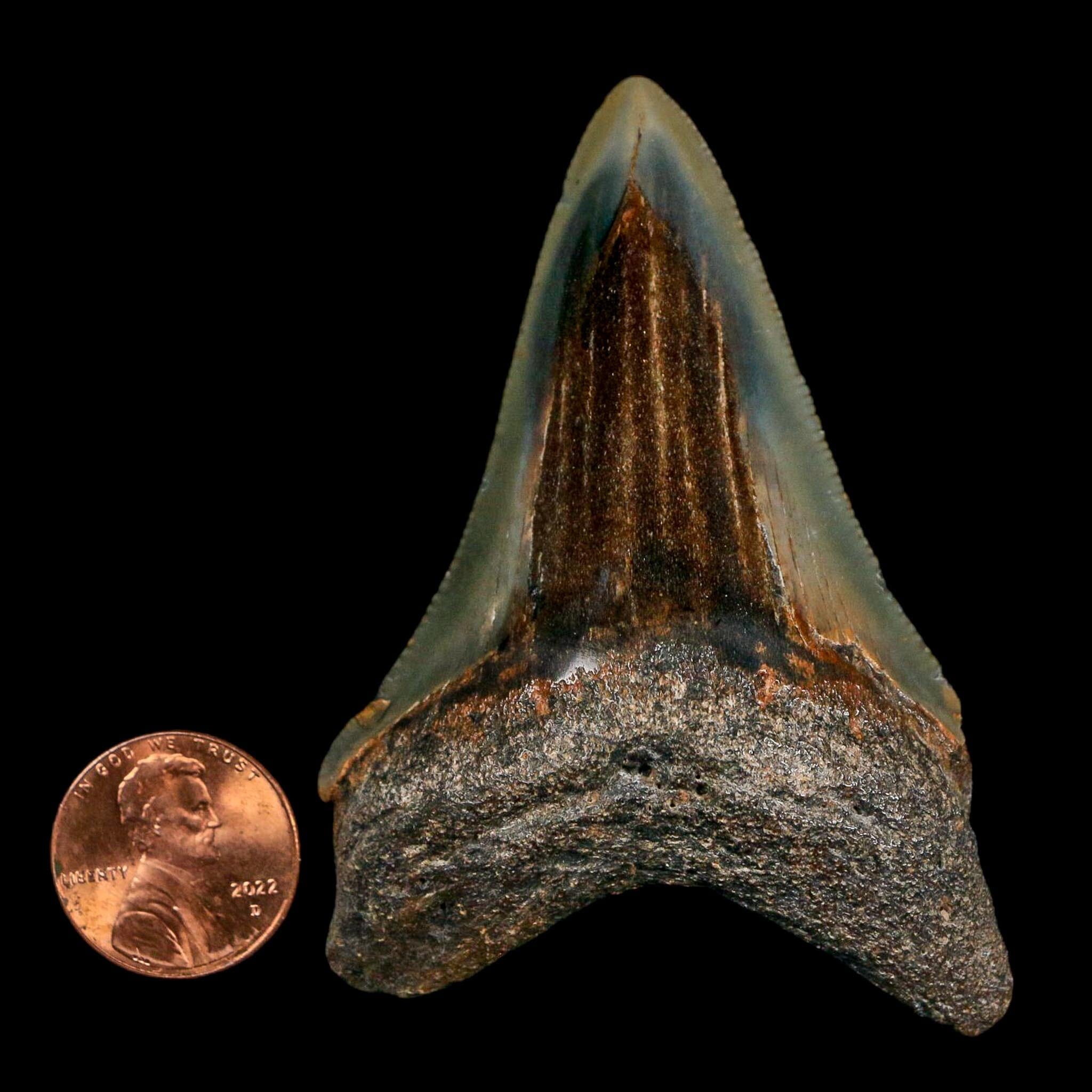 2.8" Quality Megalodon Shark Serrated Tooth Fossil Natural Miocene Age COA
