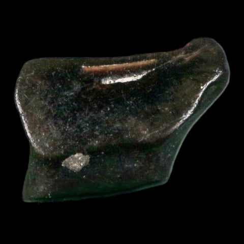 0.3" Ankylosaurus Fossil Tooth Judith River FM Cretaceous Dinosaur MT COA & Display - Fossil Age Minerals