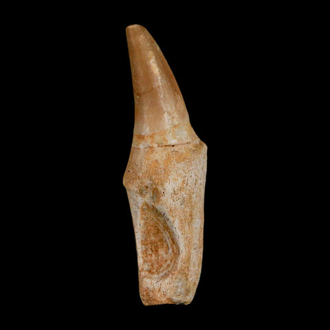 2.5" Mosasaur Eremiasaurus Fossil Tooth Rooted Cretaceous Dinosaur Era COA