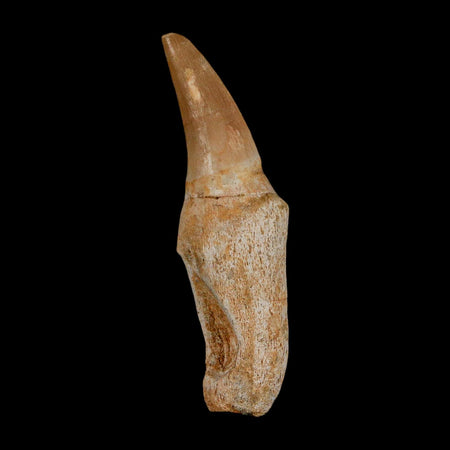 2.5" Mosasaur Eremiasaurus Fossil Tooth Rooted Cretaceous Dinosaur Era COA