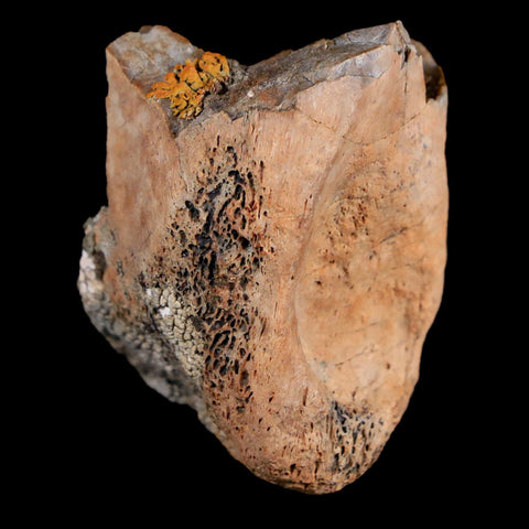 1.5" Ornithomimus Fossil Toe Bone Cretaceous Dinosaur Age Two Medicine FM MT - Fossil Age Minerals