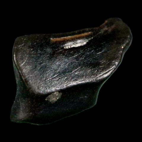 0.3" Ankylosaurus Fossil Tooth Judith River FM Cretaceous Dinosaur MT COA & Display - Fossil Age Minerals