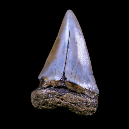 2.2" Quality Hastalis Mako Tooth Serrated Fossil Natural Miocene Age COA