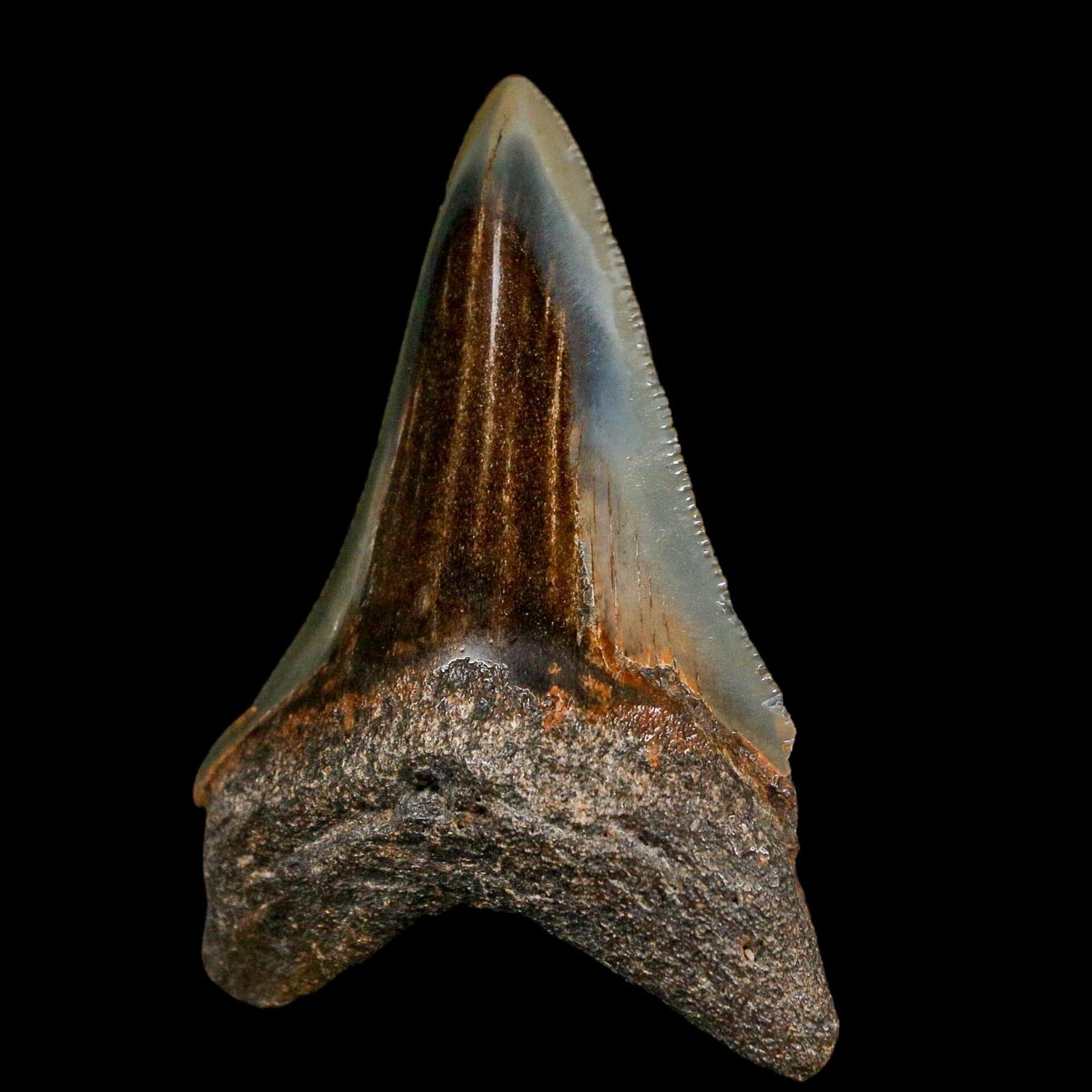 2.8" Quality Megalodon Shark Serrated Tooth Fossil Natural Miocene Age COA