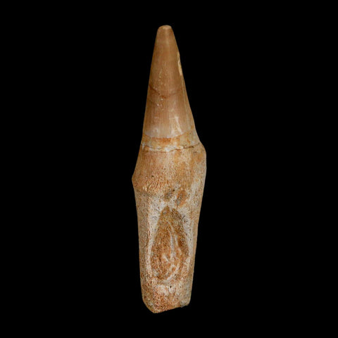 2.5" Mosasaur Eremiasaurus Fossil Tooth Rooted Cretaceous Dinosaur Era COA