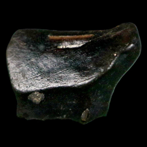 0.3" Ankylosaurus Fossil Tooth Judith River FM Cretaceous Dinosaur MT COA & Display - Fossil Age Minerals