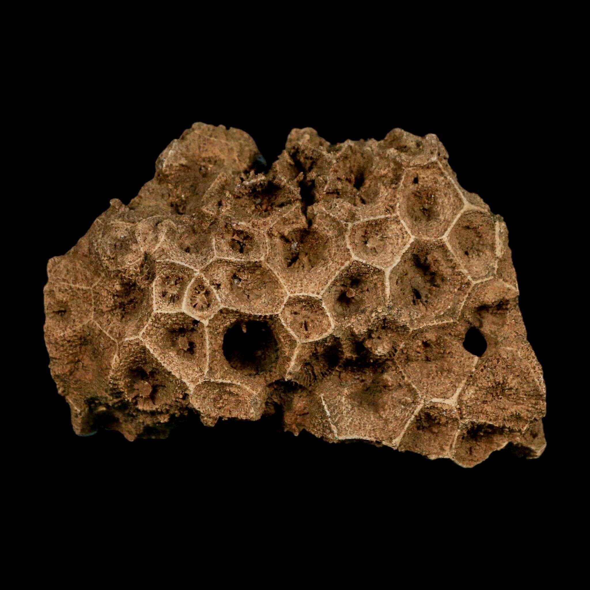 3.2" Colonial Rugose Coral Fossil Devonian Age Speed Quarry, Clark County, Indiana - Fossil Age Minerals
