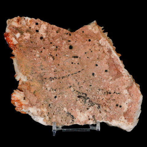 6" Sparkly Red Vanadinite Crystals On Orange Barite Blades Mineral Mabladen Morocco - Fossil Age Minerals