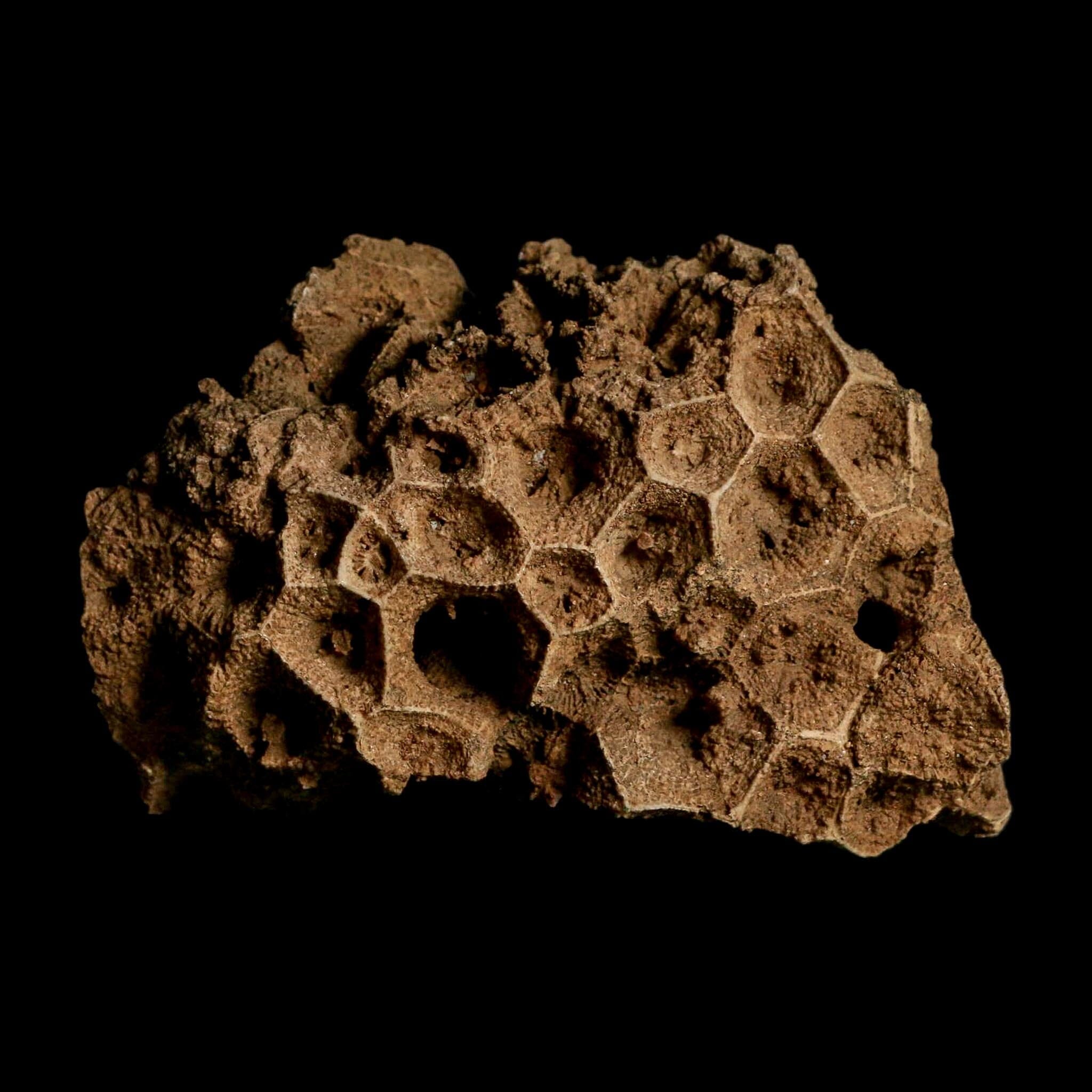 3.2" Colonial Rugose Coral Fossil Devonian Age Speed Quarry, Clark County, Indiana - Fossil Age Minerals