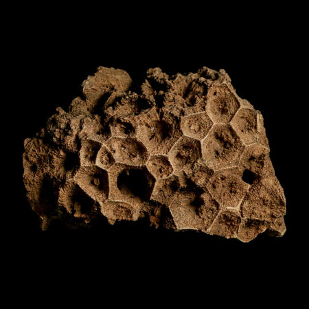 3.2" Colonial Rugose Coral Fossil Devonian Age Speed Quarry, Clark County, Indiana
