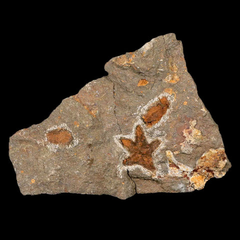 24MM Brittlestar Petraster Starfish Fossil Ordovician Age Blekus Morocco COA - Fossil Age Minerals