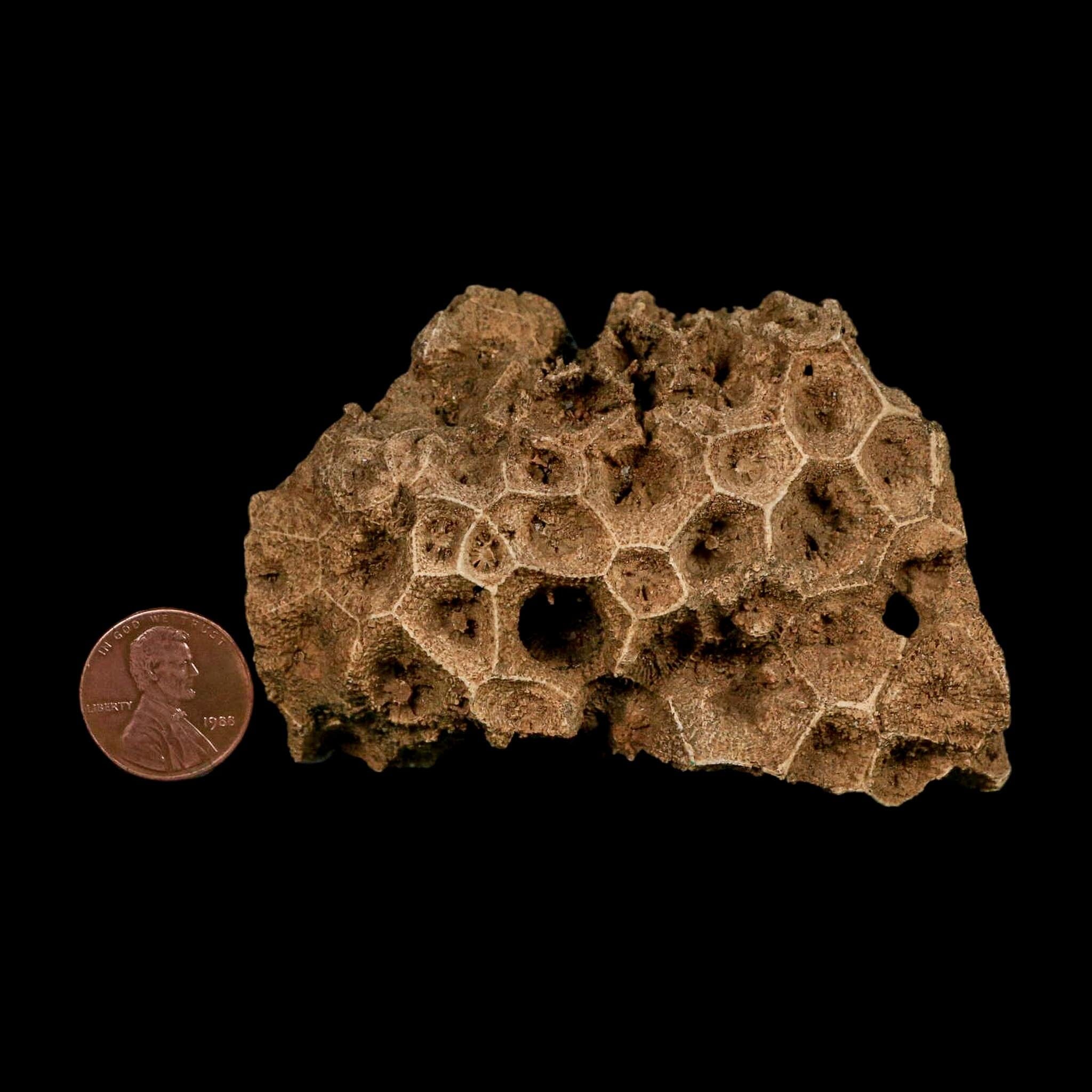 3.2" Colonial Rugose Coral Fossil Devonian Age Speed Quarry, Clark County, Indiana - Fossil Age Minerals