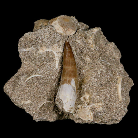 1.5" Plesiosaur Zarafasaura Tooth Fossil In Matrix Cretaceous Dinosaur Era COA - Fossil Age Minerals