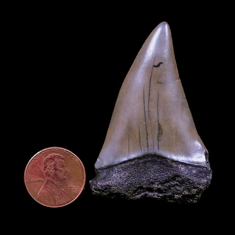 2.2" Quality Hastalis Mako Tooth Serrated Fossil Natural Miocene Age COA - Fossil Age Minerals