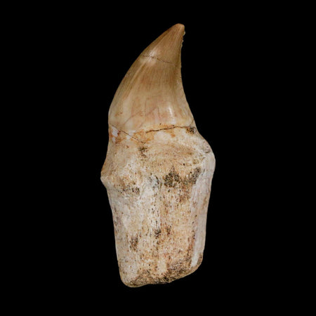 2" Halisaurus Walkeri Mosasaur Fossil Tooth Rooted Cretaceous Dinosaur Era COA