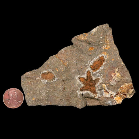 24MM Brittlestar Petraster Starfish Fossil Ordovician Age Blekus Morocco COA - Fossil Age Minerals