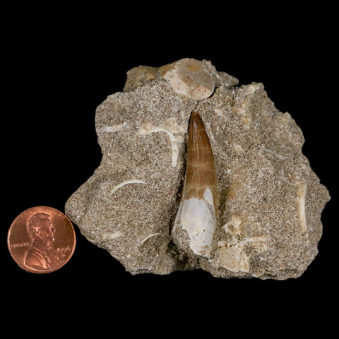 1.5" Plesiosaur Zarafasaura Tooth Fossil In Matrix Cretaceous Dinosaur Era COA - Fossil Age Minerals