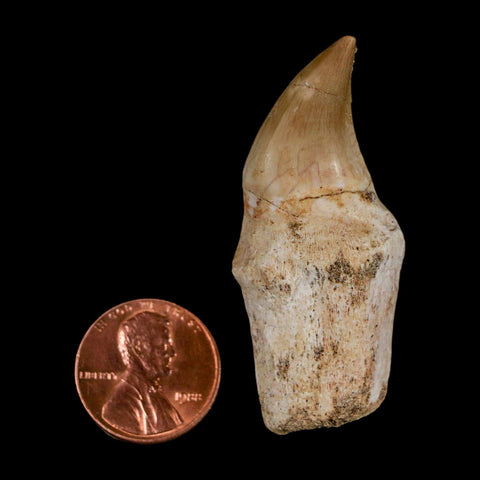 2" Halisaurus Walkeri Mosasaur Fossil Tooth Rooted Cretaceous Dinosaur Era COA