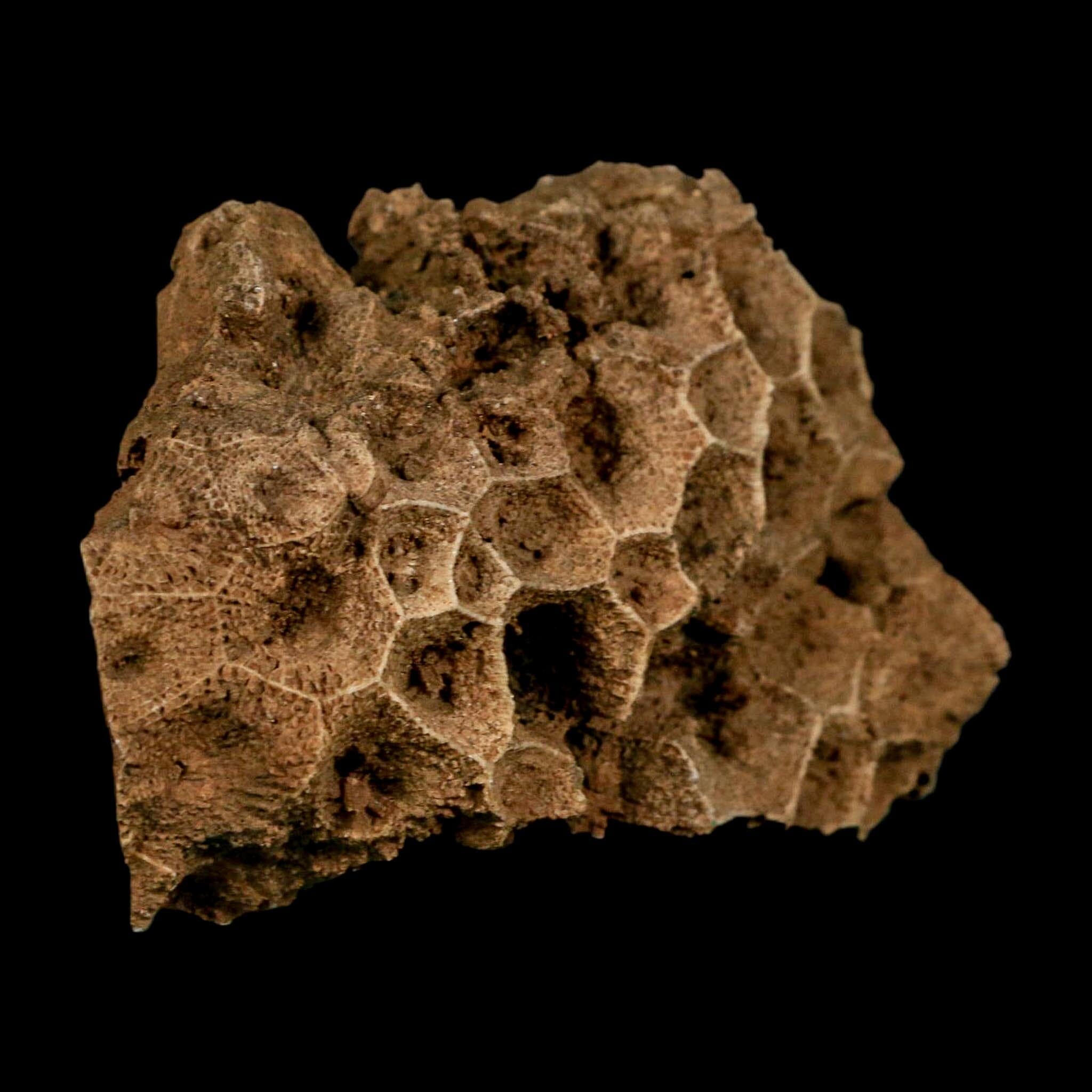 3.2" Colonial Rugose Coral Fossil Devonian Age Speed Quarry, Clark County, Indiana - Fossil Age Minerals