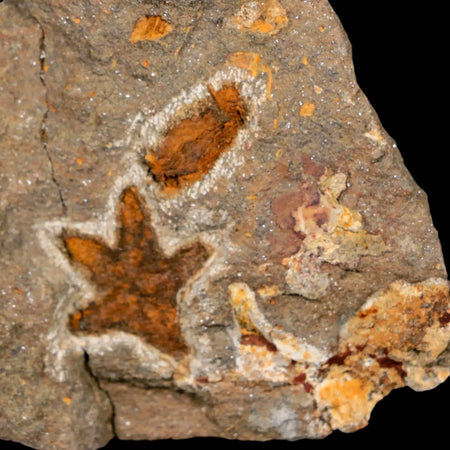 24MM Brittlestar Petraster Starfish Fossil Ordovician Age Blekus Morocco COA