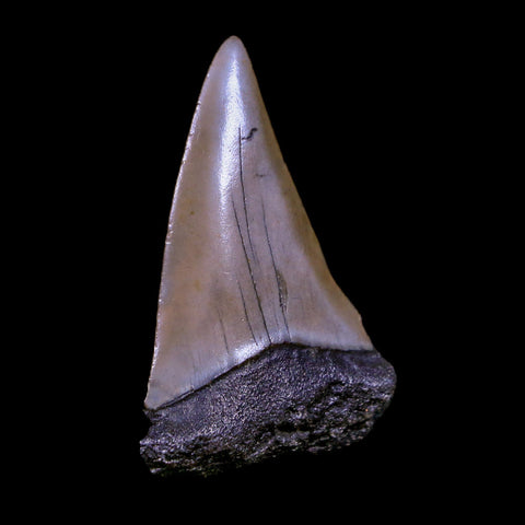 2.2" Quality Hastalis Mako Tooth Serrated Fossil Natural Miocene Age COA - Fossil Age Minerals