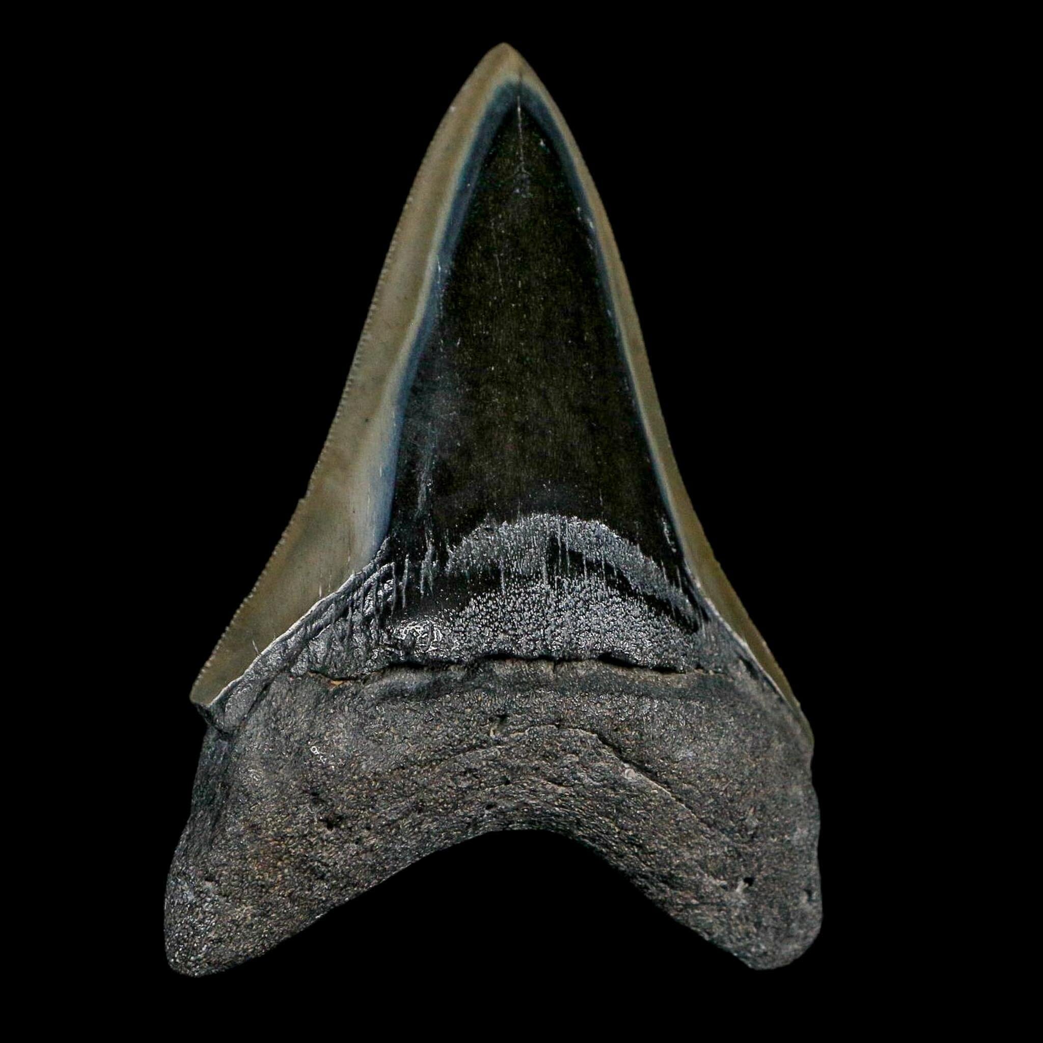 3.6" Quality Megalodon Shark Serrated Tooth Fossil Natural Miocene Age COA