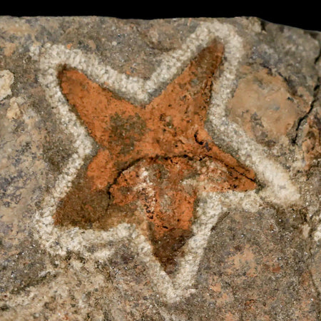 33MM Brittlestar Petraster Starfish, Trilobite Fossil Ordovician Age Morocco COA