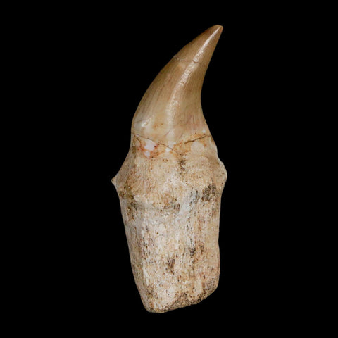 2" Halisaurus Walkeri Mosasaur Fossil Tooth Rooted Cretaceous Dinosaur Era COA