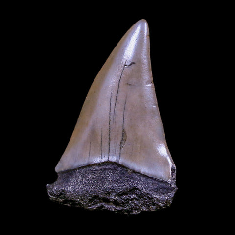 2.2" Quality Hastalis Mako Tooth Serrated Fossil Natural Miocene Age COA - Fossil Age Minerals