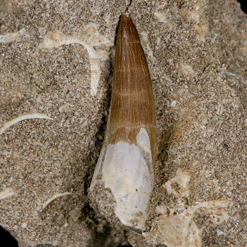1.5" Plesiosaur Zarafasaura Tooth Fossil In Matrix Cretaceous Dinosaur Era COA - Fossil Age Minerals