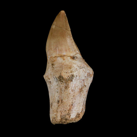 2" Halisaurus Walkeri Mosasaur Fossil Tooth Rooted Cretaceous Dinosaur Era COA