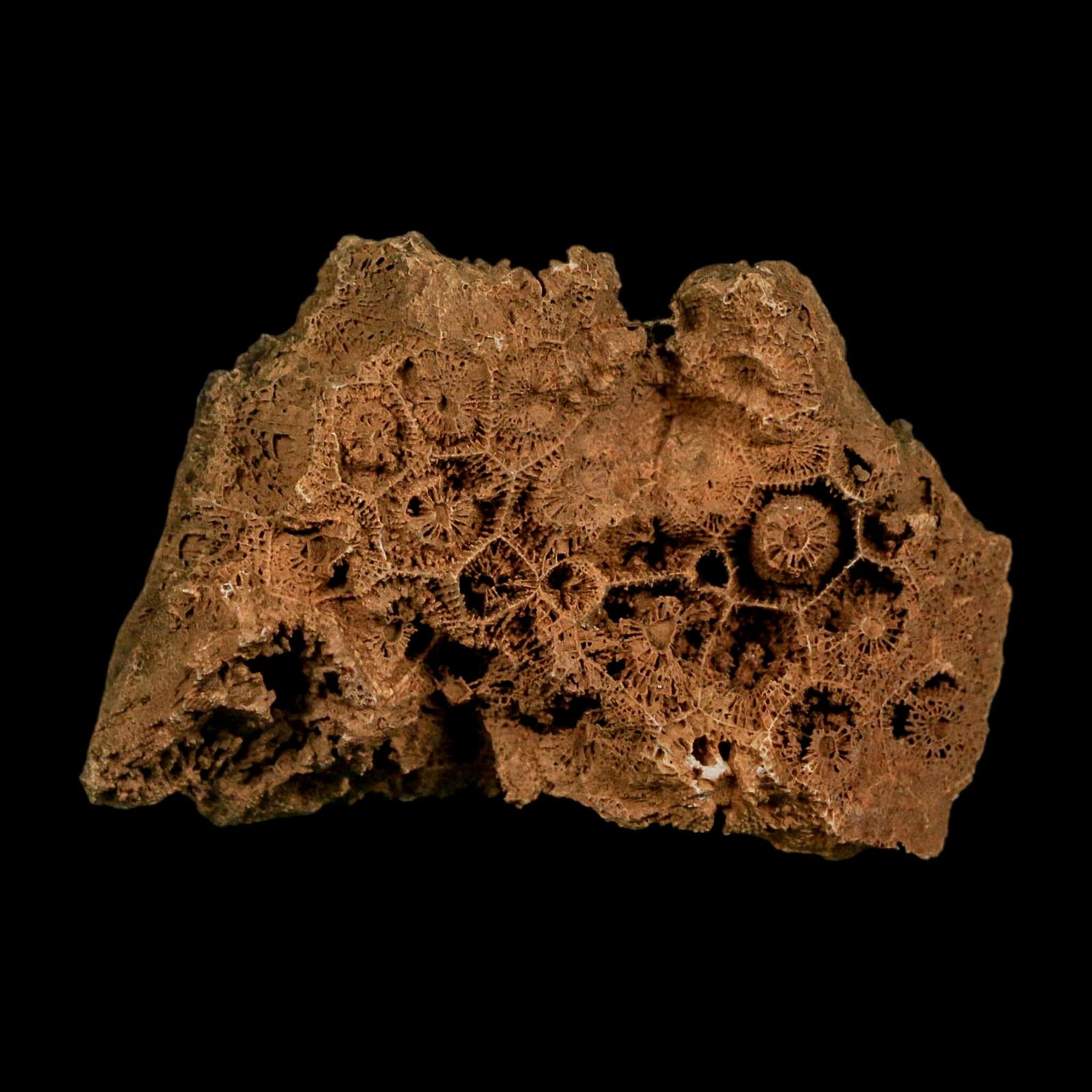 3.2" Colonial Rugose Coral Fossil Devonian Age Speed Quarry, Clark County, Indiana - Fossil Age Minerals