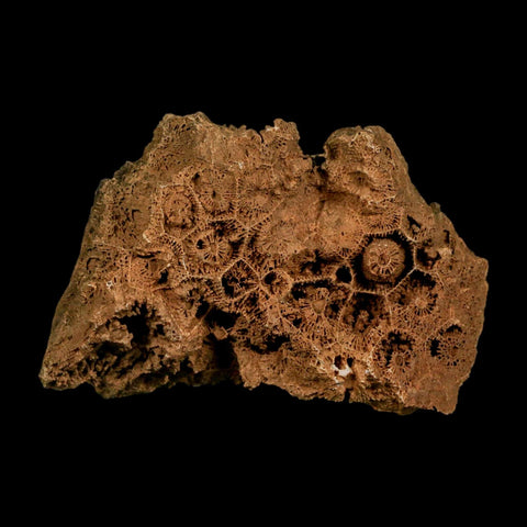 3.2" Colonial Rugose Coral Fossil Devonian Age Speed Quarry, Clark County, Indiana - Fossil Age Minerals