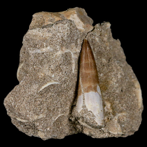 1.5" Plesiosaur Zarafasaura Tooth Fossil In Matrix Cretaceous Dinosaur Era COA - Fossil Age Minerals