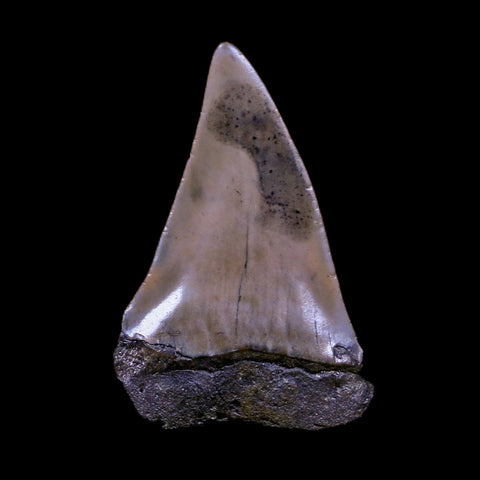 2.2" Quality Hastalis Mako Tooth Serrated Fossil Natural Miocene Age COA - Fossil Age Minerals