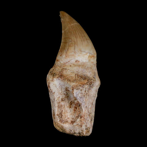 2" Halisaurus Walkeri Mosasaur Fossil Tooth Rooted Cretaceous Dinosaur Era COA