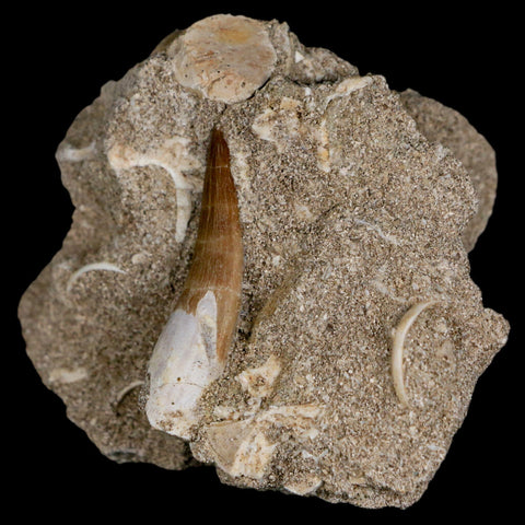 1.5" Plesiosaur Zarafasaura Tooth Fossil In Matrix Cretaceous Dinosaur Era COA - Fossil Age Minerals