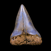1.9" Quality Hastalis Mako Tooth Serrated Fossil Natural Miocene Age COA