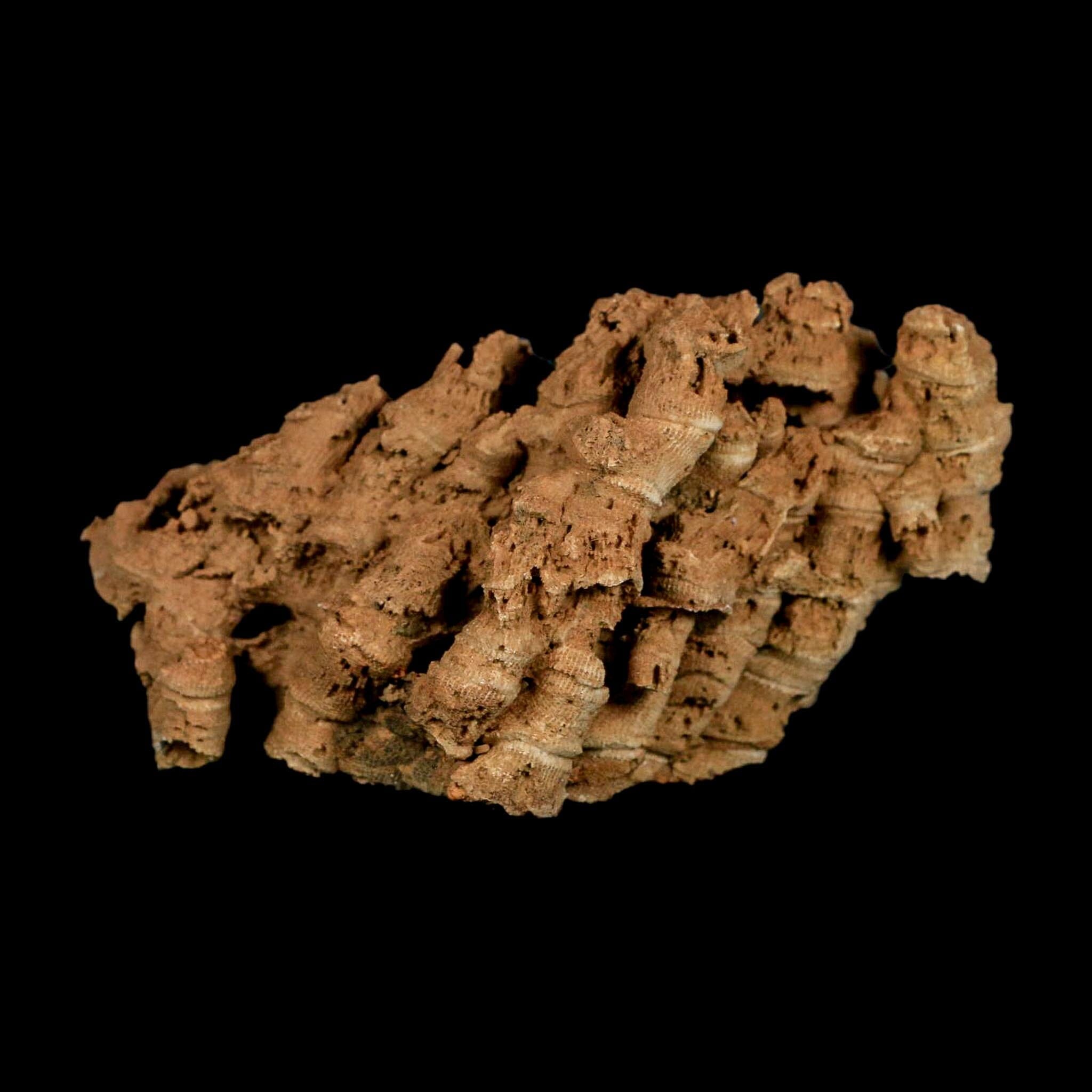 3.9" Colonial Rugose Coral Fossil Devonian Age Speed Quarry, Clark County, Indiana - Fossil Age Minerals
