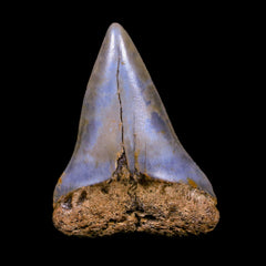 Mako Shark Fossils