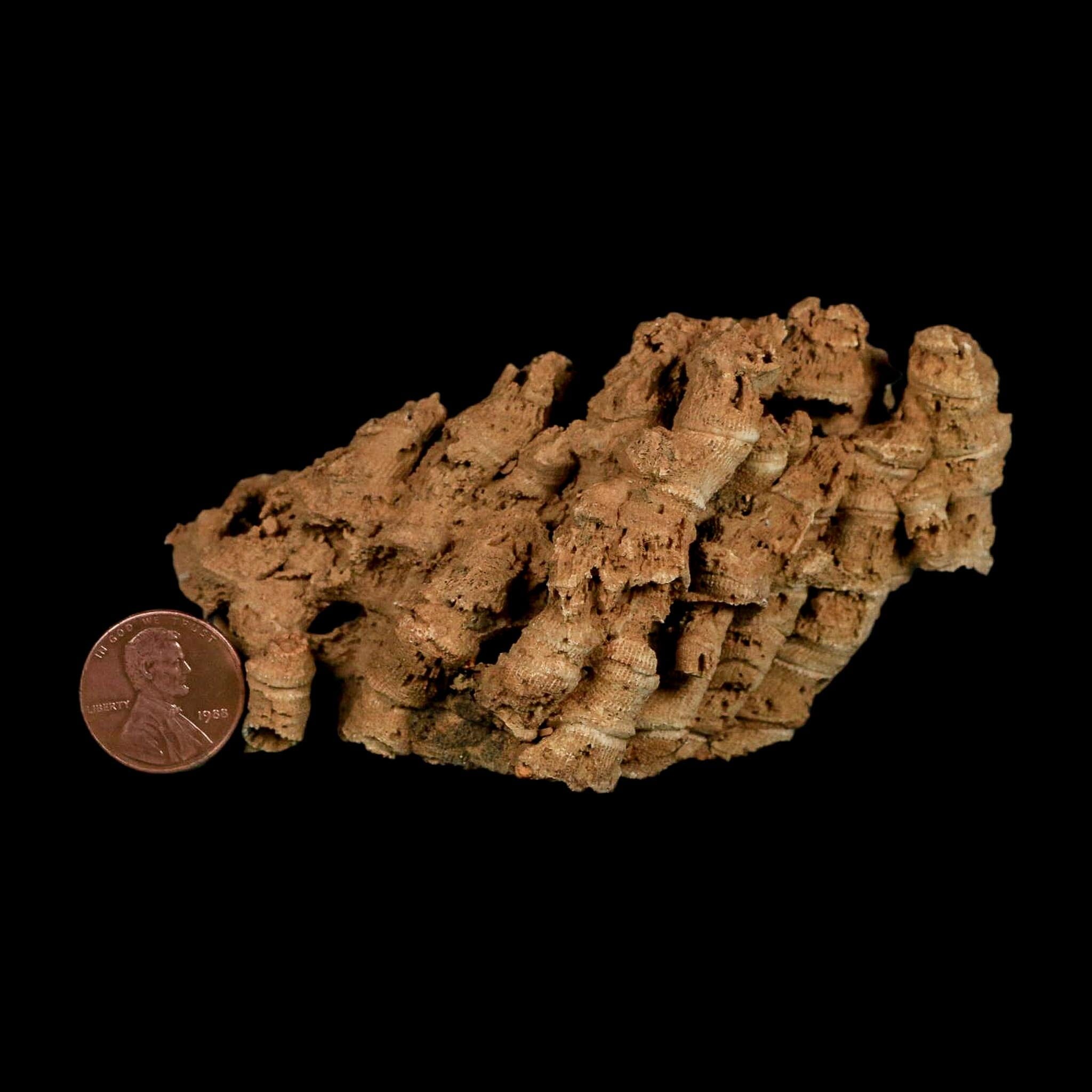 3.9" Colonial Rugose Coral Fossil Devonian Age Speed Quarry, Clark County, Indiana - Fossil Age Minerals