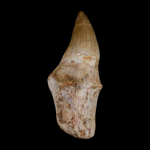 2" Halisaurus Walkeri Mosasaur Fossil Tooth Rooted Cretaceous Dinosaur Era COA