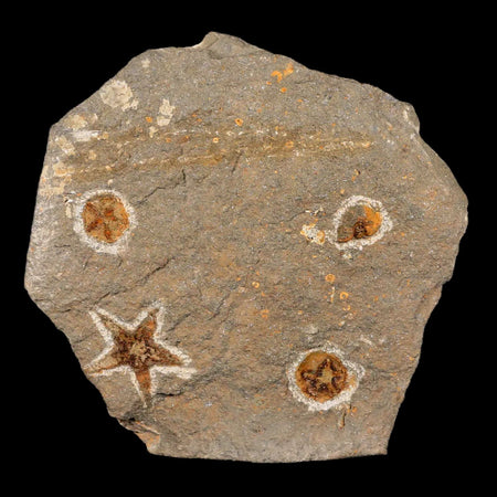 30MM Brittlestar Petraster Starfish Fossil Ordovician Age Blekus Morocco COA