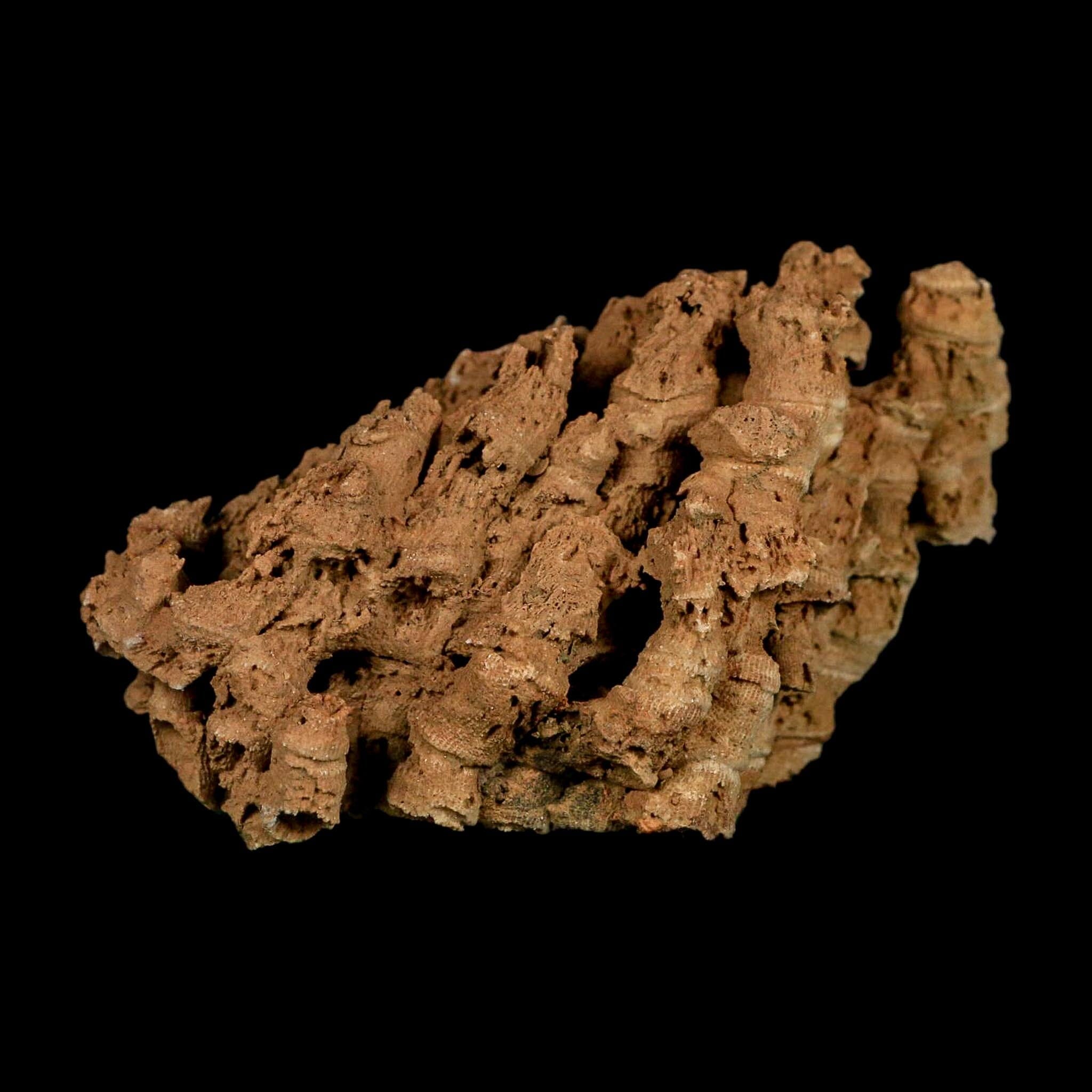3.9" Colonial Rugose Coral Fossil Devonian Age Speed Quarry, Clark County, Indiana - Fossil Age Minerals