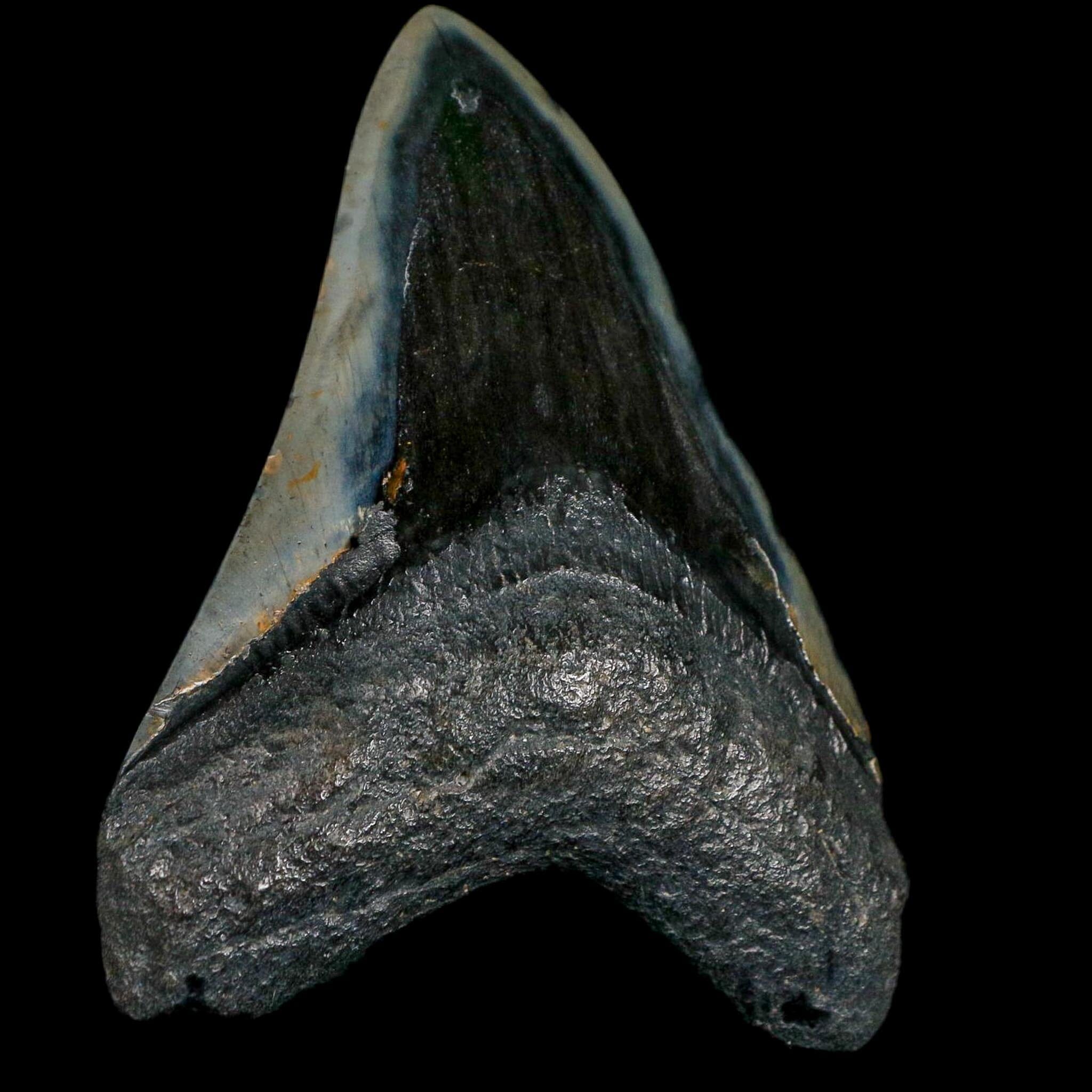 XL 4" Quality Megalodon Shark Tooth Fossil Natural Miocene Age COA