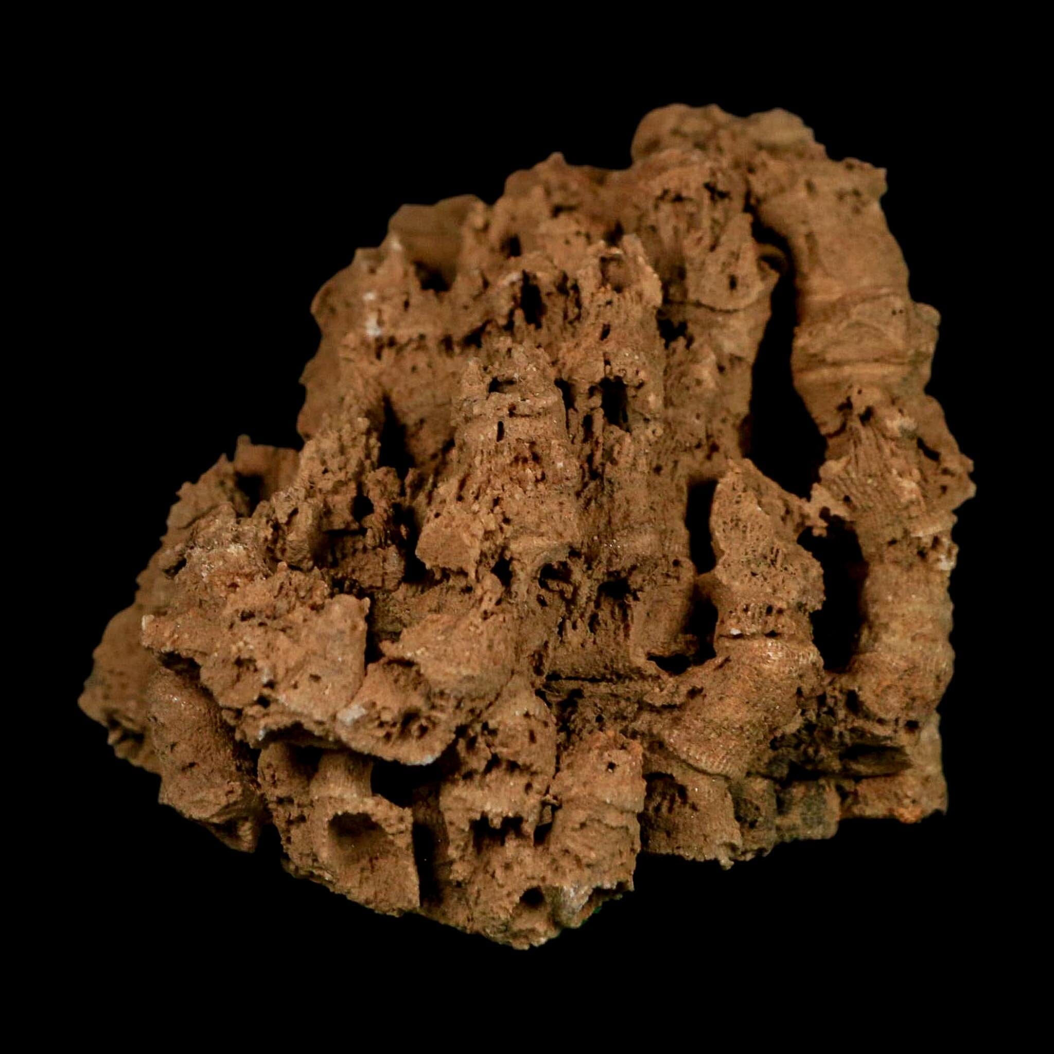 3.9" Colonial Rugose Coral Fossil Devonian Age Speed Quarry, Clark County, Indiana - Fossil Age Minerals