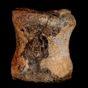 1.2" Maiasaura Hadrosaur Dinosaur Vertebrae Bone Fossil Two Medicine FM MT COA