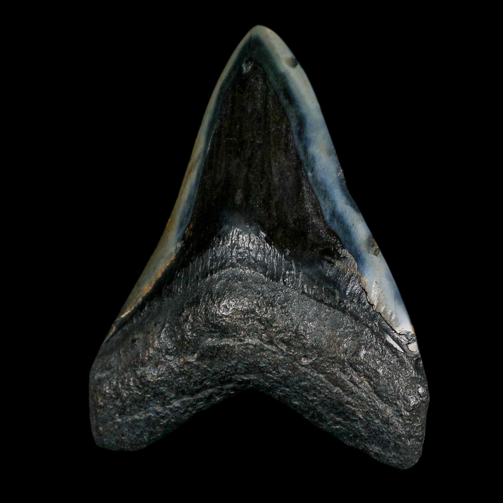XL 4" Quality Megalodon Shark Tooth Fossil Natural Miocene Age COA