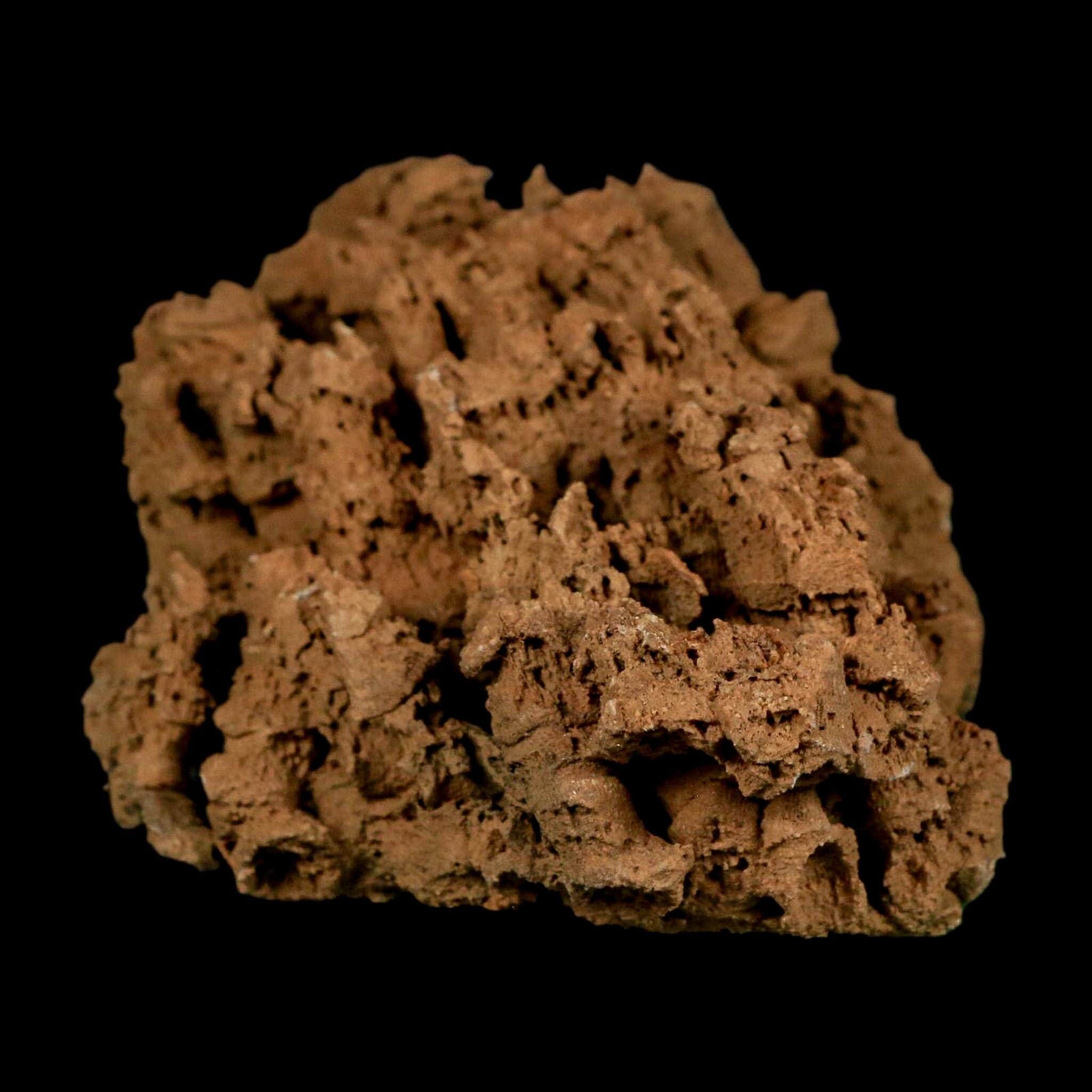 3.9" Colonial Rugose Coral Fossil Devonian Age Speed Quarry, Clark County, Indiana - Fossil Age Minerals